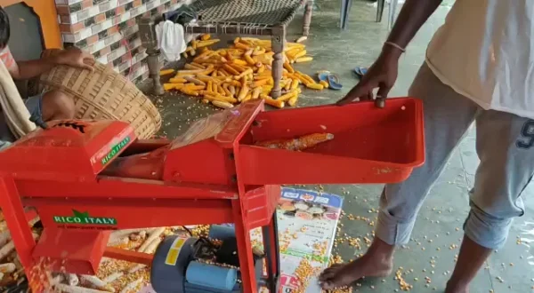 Maize Thresher - Image 2